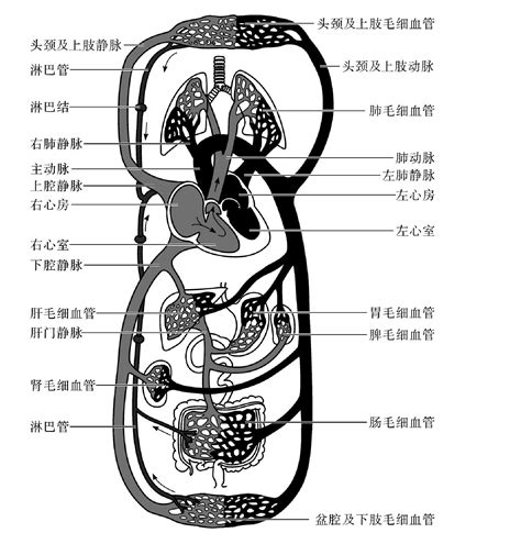 血液循环简图|循环系统